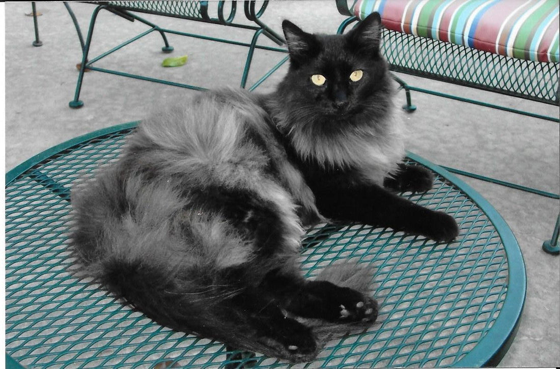 Jack and Smokey