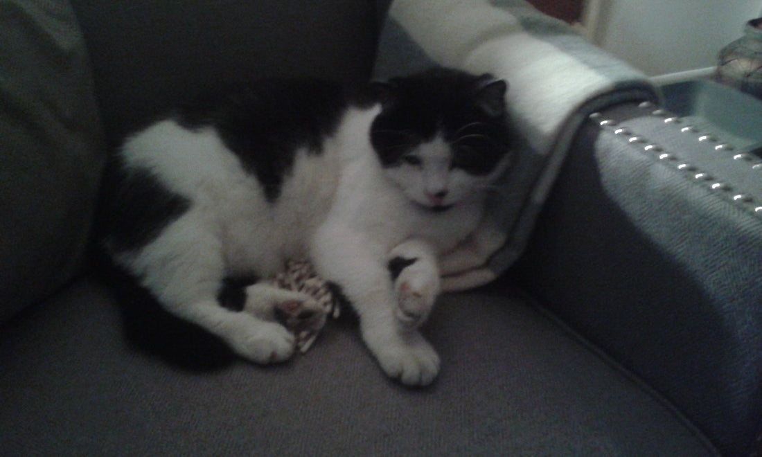 From lost kitten to butterball