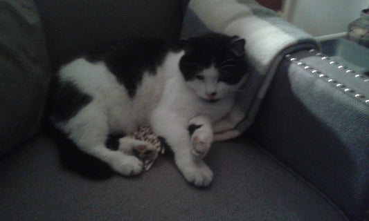 From lost kitten to butterball