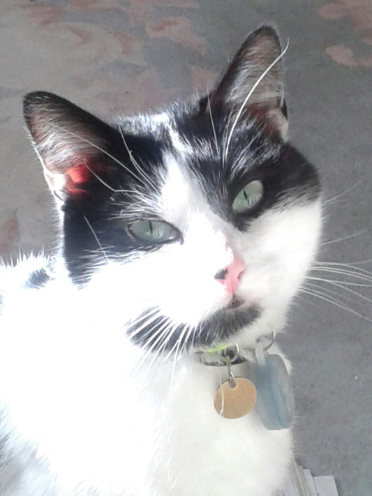 This marvellous device helps me find my cat within minutes