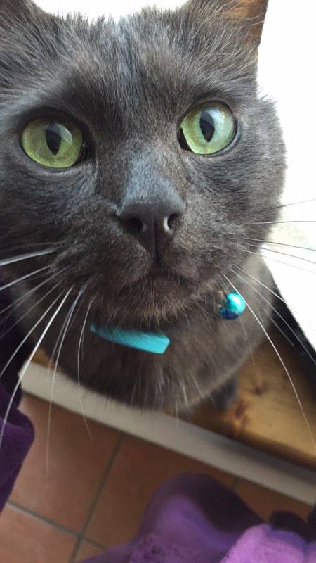 Tab cat is perfect for this and has helped us find him many times now