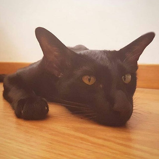 Hugo