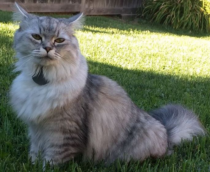 Tabcat comes to the rescue