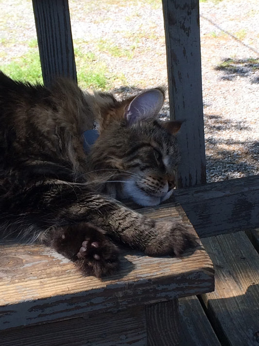Blitzen loves to go outside