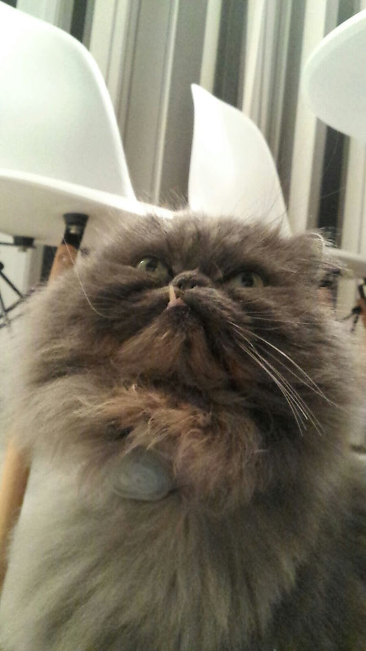 Winston the wanderer