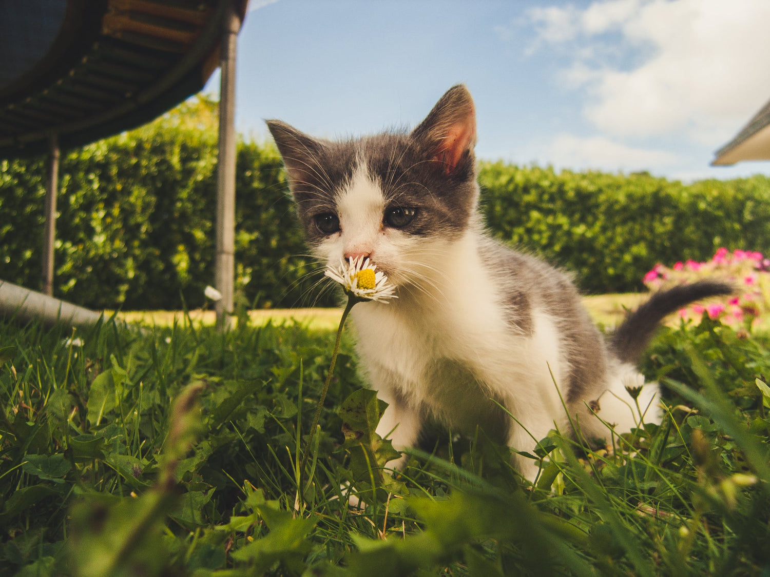 cat sniffing flower in grass