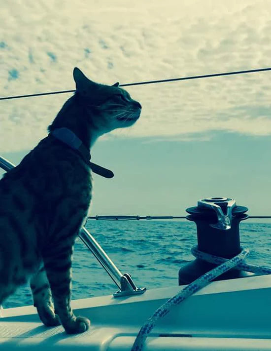 Momo is a traveler cat who lives on a sailboat.