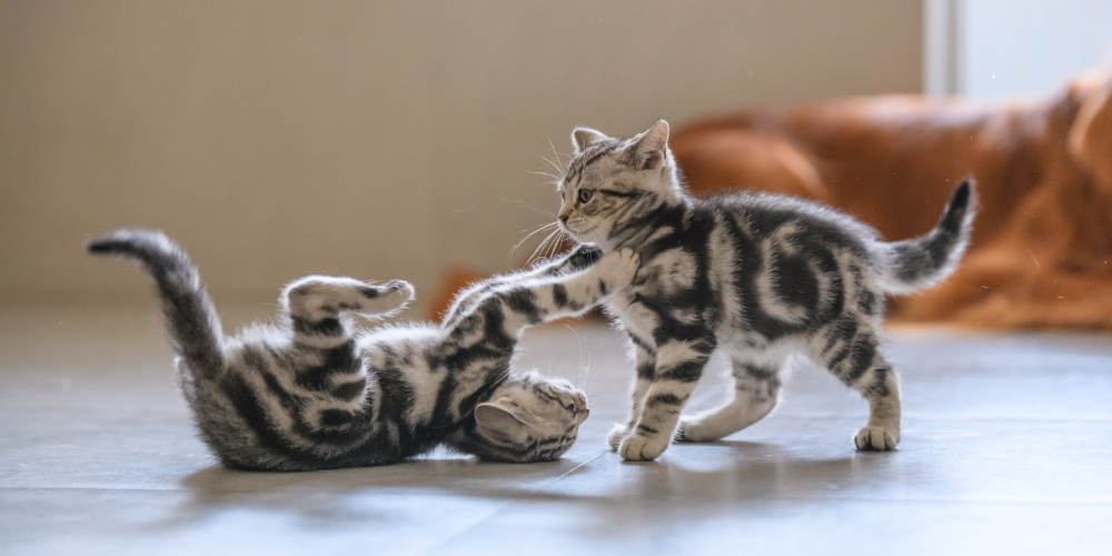 Beginners Guide to Kitten Care: How to Raise a Happy and Healthy Kitten