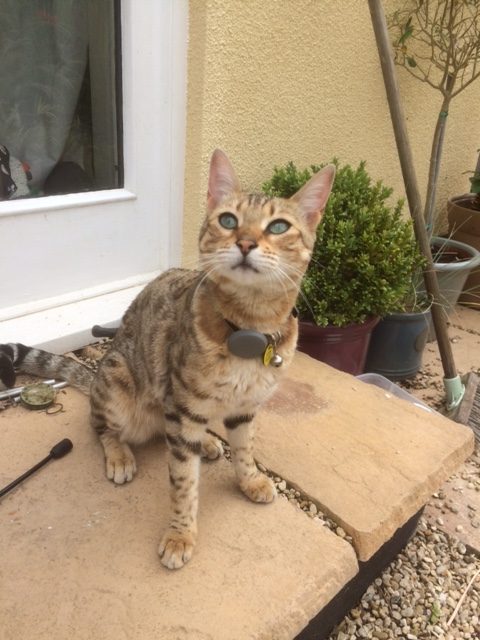 I got my first Bengal/Maine Coon just over 2 years ago
