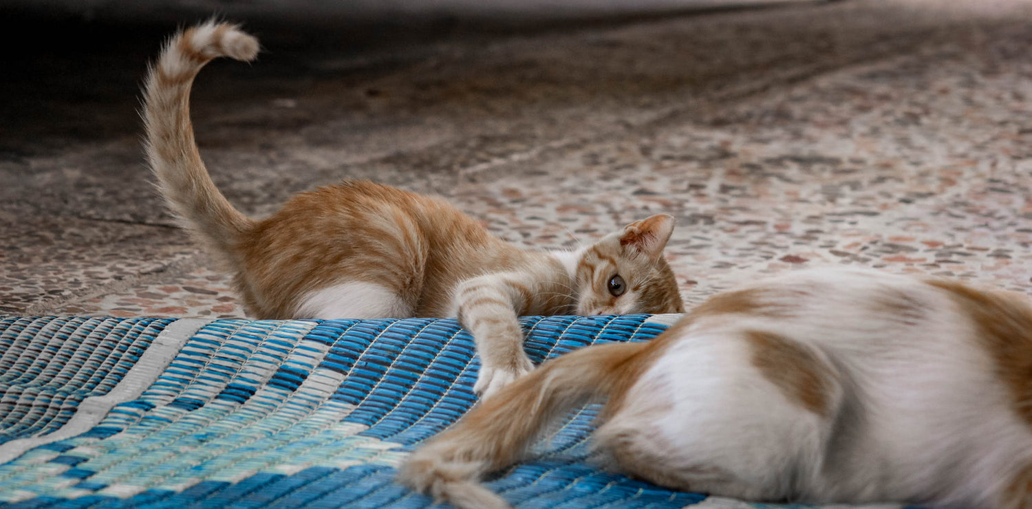 These 2 Cats Live Alone In a $1,500-Per-Month Studio Apartment