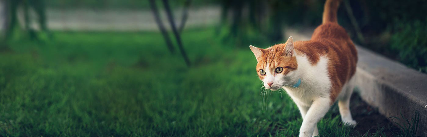 Use Tabcat Cat Tracker to train your cat to come home