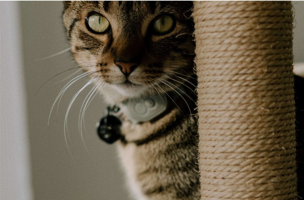 Tabcat Tracker UK Tabcat Tracker UK